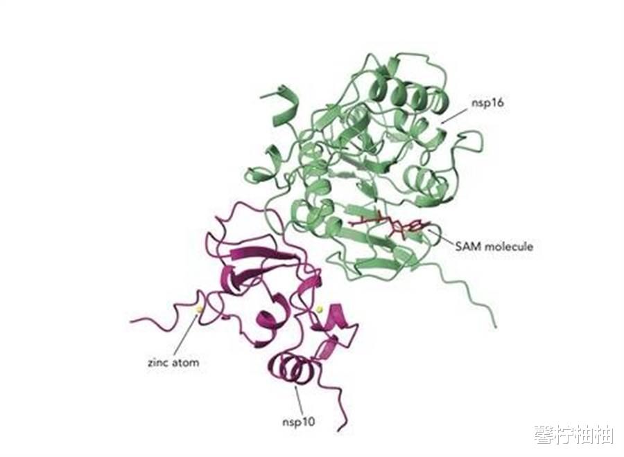 科学家▲美国科学家找到新冠病毒的潜在新药靶标