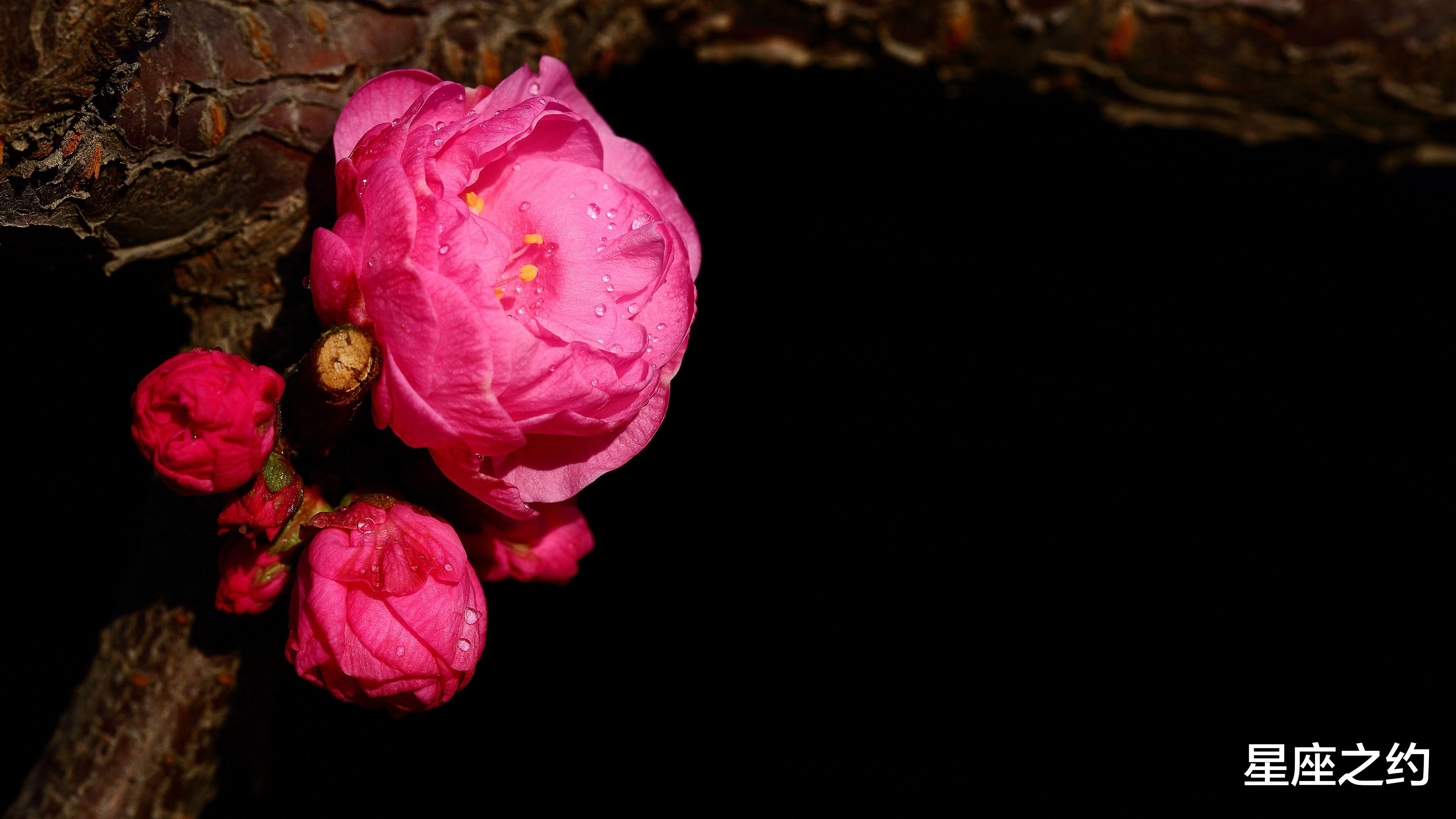 |从11月份开始，积极主动，梦想成真，前途无量的三大星座