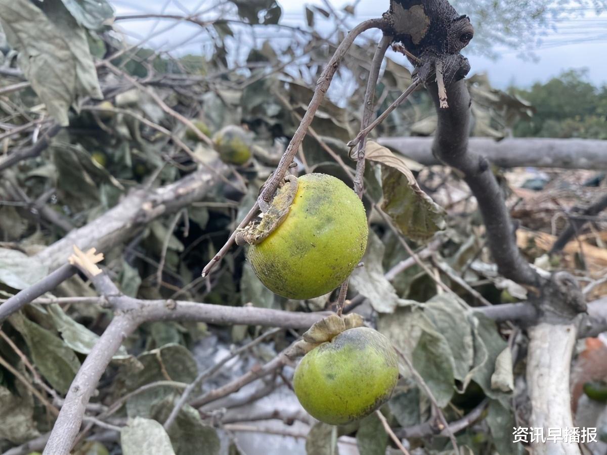 资讯早播报|苏州黄桥一棵满载50年回忆的柿子树，挂满果实突然被砍……