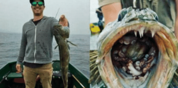 [海钓]男子海钓到一条大鱼，想要拍照炫耀却发现不对劲，往鱼嘴里一看乐了