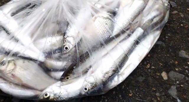 长江|苦中作乐！长江边房子被淹，男子淡定二楼垂钓