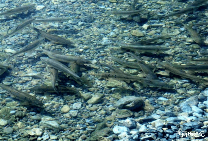 『西藏』中国“最美的湖泊”，里面藏着8亿公斤的鱼，却无人敢去打捞