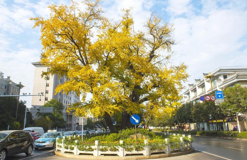 无法抗拒|比苏州秀美！原来它才是江南秋景第一，正适合去过几日慢生活！