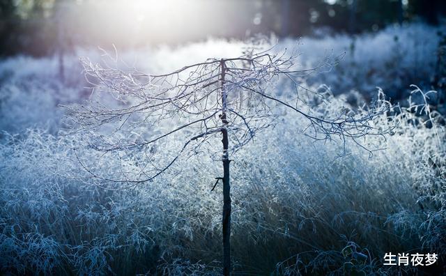 生肖|10月，缘之所寄，一往情深，思念旧情人，相爱到底，回心转意