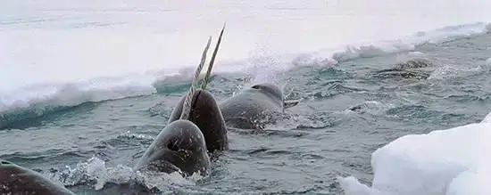 「独角鲸」凝视鲸的眼睛，是一种人生改变的体验