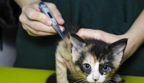 学起来，为了毛孩子的健康