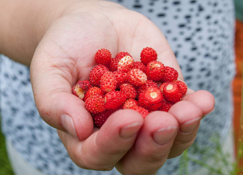 #糖尿病#肝脏的“修复剂”,家中常备,“婴儿肝”提前报道