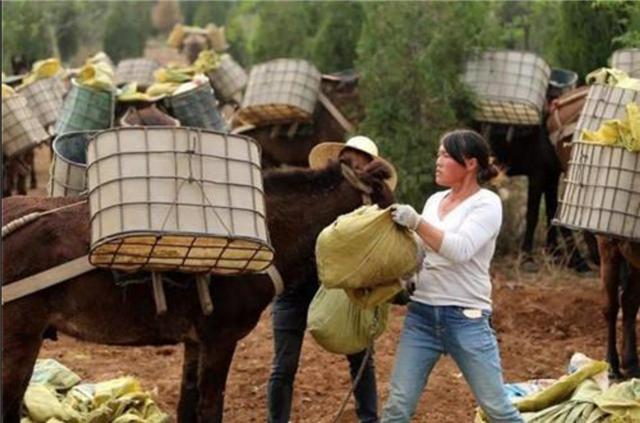 臆说古史|直击“骡马帮”夫妻的真实生活：密林深处干活，月收入4万
