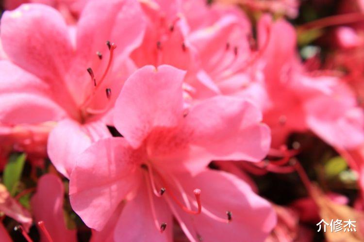 生肖|桃花运大红大紫数不清,9月,注定邂逅真爱的4大生肖!