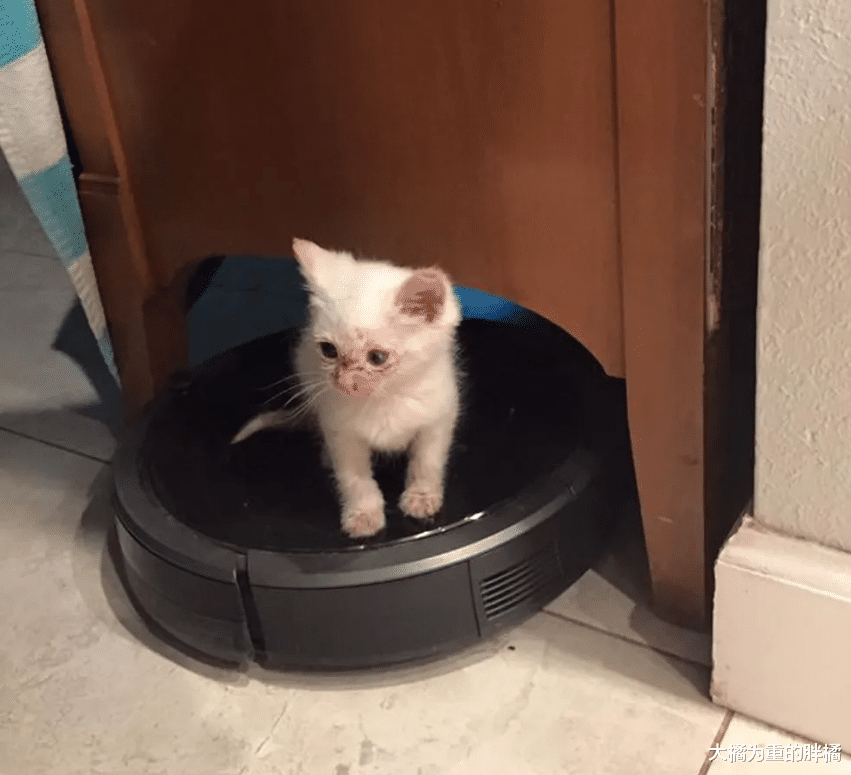 女子救下小猫却不想养，临走时说了一句玩笑话，1个月后还是养了