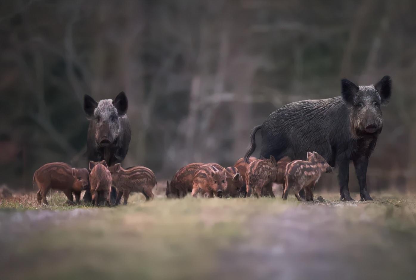 美国|入侵美国的7种生物 | 网友:放在中国,入侵不成反被食!