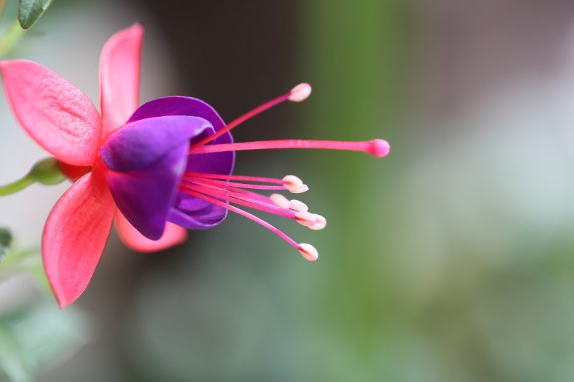 『生肖』预计7天内，月老来临，缘分桃花撮合姻缘，开启甜蜜幸福的4大生肖