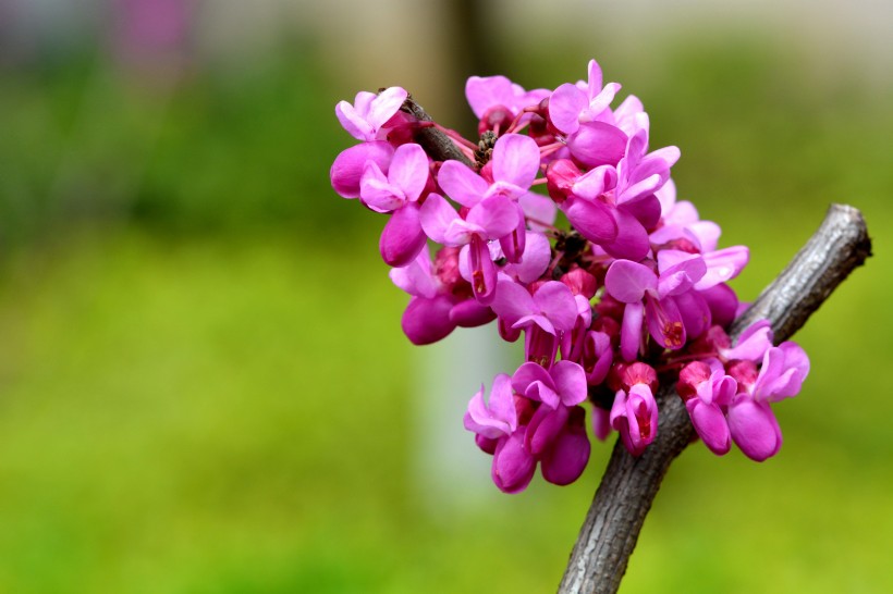 生肖@下个月期间,姻缘来袭,偶遇真爱,美好爱情从此展开的四大生肖