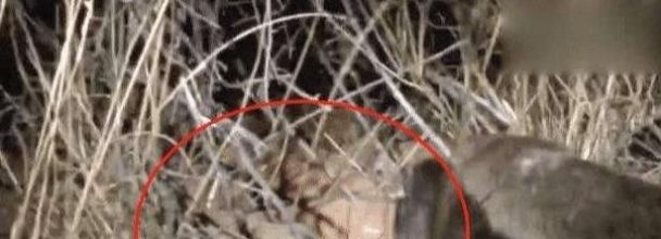 『毒蛇』“千年野山参”旁边为何总有毒蛇？专家给出的解释，让人细思极恐！