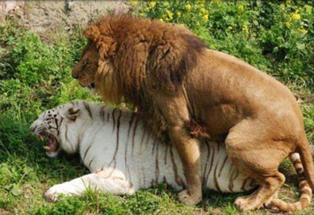 「猩猩」前苏联让人类与猩猩孕育一种新人种：力大无穷，不知疼痛