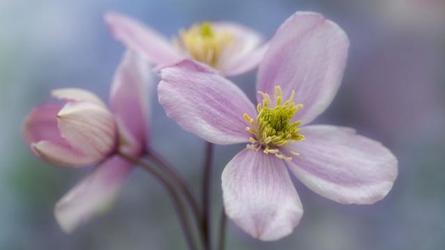 『处女座』这三大星座适合结婚,在一起互相体谅,天作之合!