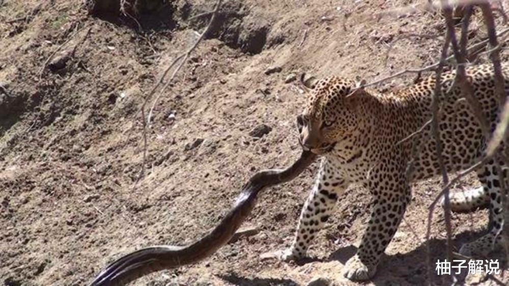 【蟒蛇】5米长的蟒蛇正在进食，结果被花豹盯上了，豹子：这辣条真好吃！
