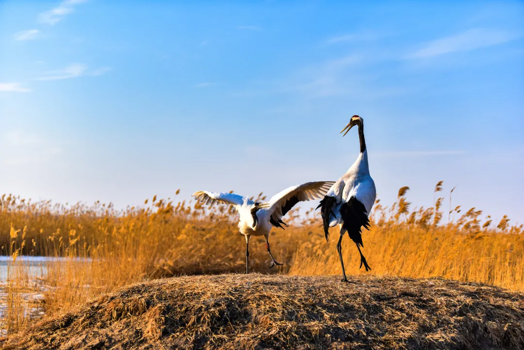 长白山|秋天的东北藏不住了，一组照片流出后，全世界都被惊艳了！