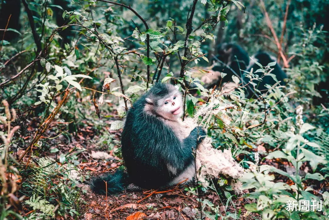 『有期徒刑』护林员肖林：用三十五年与大山和解