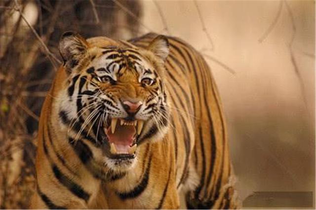 「老虎」凶残食人虎，出入两国吃下436人，人们将它击毙后才发现吃人秘密