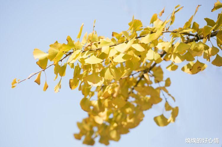 处女座|9月份，姻缘来袭、桃花不停，携手真爱，从此恩爱到老的4大星座