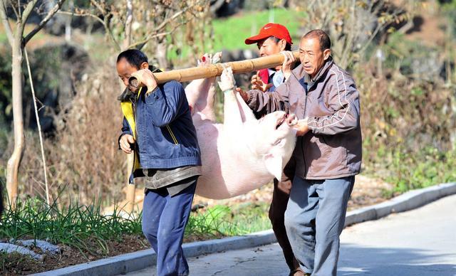 生猪价格|猪价一跌不起，跌到多少是个到头，10元还是8元？附24日猪价