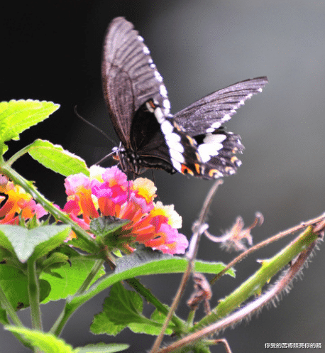 『吉星』下半年吉星进门，4属相接二连三撞桃花，财利并进，生活风生水起