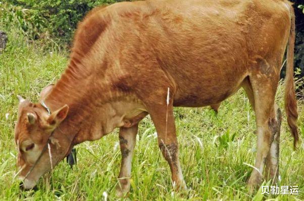 牛人|丑牛人：明后2天会有“痛哭流涕”的大事降临，佛说一切都是天意