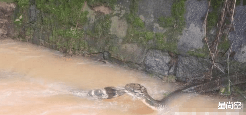 毒蛇|世界上个头最大的毒蛇，能免疫所有蛇类的毒素，网友：万蛇之王