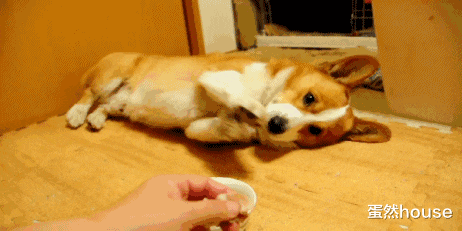 科学训犬，省时省心，基本方式包括这四种