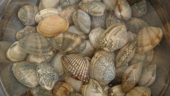 |洗花蛤万万不可只加盐，渔民：教你土方法，花蛤疯狂吐沙，很实用