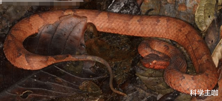 毒蛇|红宝石蛇？印度发现的毒蛇新品种，号称自然界中最“高贵”的毒蛇