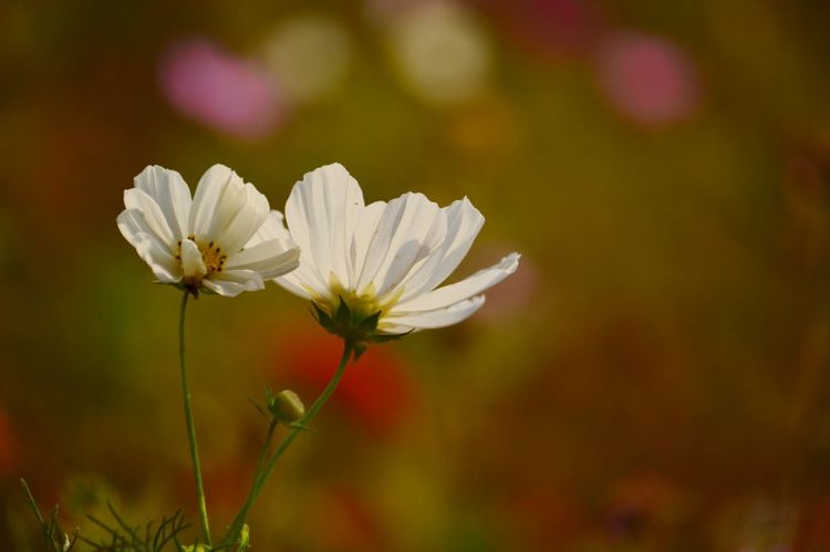 生肖|九月末，进入人生上上签，福来财来，好运挡不住的四个生肖！