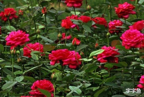 运势|8月20号开始,4属相运势大旺,财运滚滚,喜事接二连三,福气满满