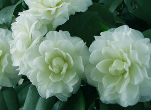 「金牛座」下个月运势上升，4属相大展宏图，富贵相伴，日子过得红红火火