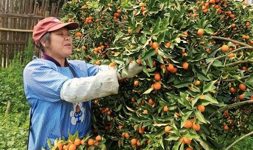 【尼古丁】它是肺部垃圾的“死对头”，每天饭后来一点，润肺止咳，尼古丁不敢惹！