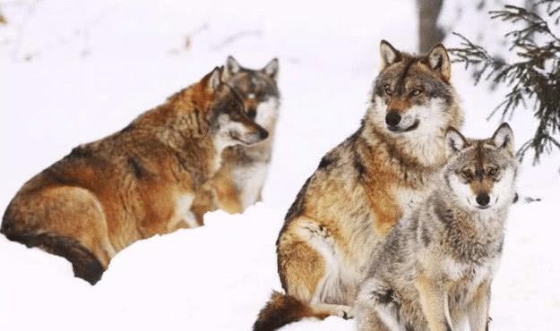 @总说狼狈为奸,那“狈”是什么物种呢?你绝对猜不到