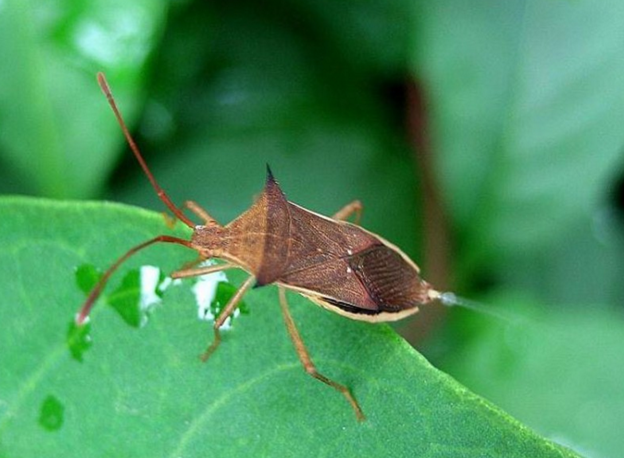 ▲?放屁虫的屁近100℃!原来它的威力这么大,自我保护得太好了