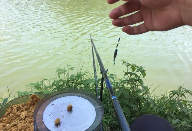 鲤鱼|搓饵的命中率不高？掌握这3个技巧再去试试，会发现搓饵很好用