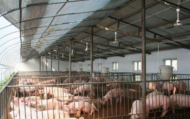 [生猪价格]猪价下跌，农民心里不是滋味，不同类型养猪户如何渡过降价潮？