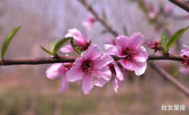 「」7月7号财星送财，有意外之财进账，3属相必有大喜挡不住