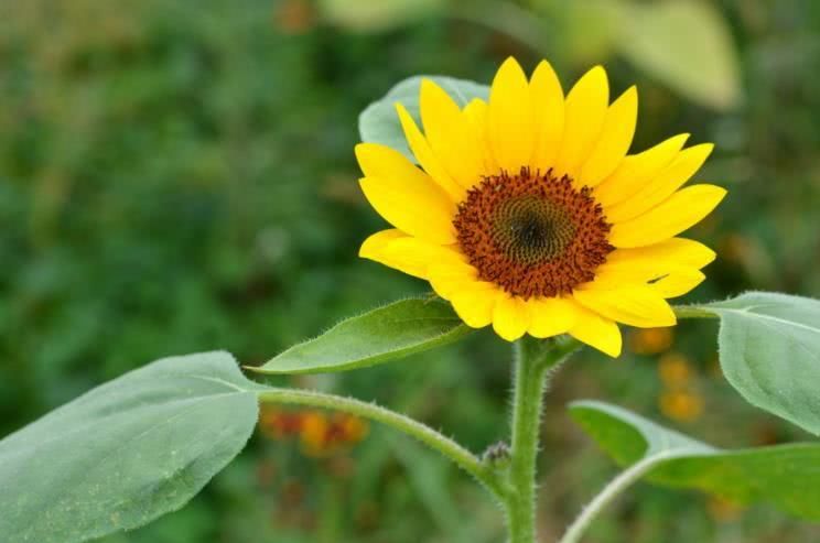 『运势』6月下旬开始运势飙升，添喜添财，事业走上坡的四大属相