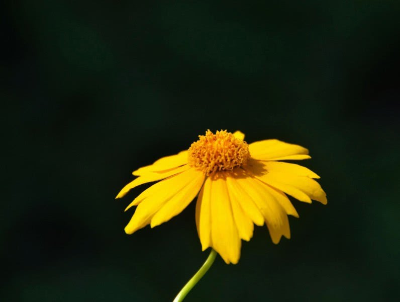 [运势]未来半年运势逆转，获益最多，四属相事业发展一顺百顺，财运大旺