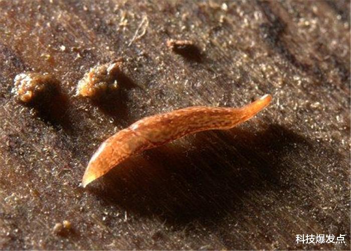 「科学家」以石头为食的虫子,分泌有腐蚀性的黏液,科学家:是一大威胁!