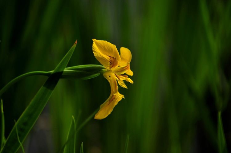 双子座|九月开始,桃花盛放,兜兜转转遇真爱,好事不怕晚的四大星座!
