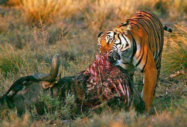 老虎@当最大的蟒蛇对上了老虎, 能有几分胜算?