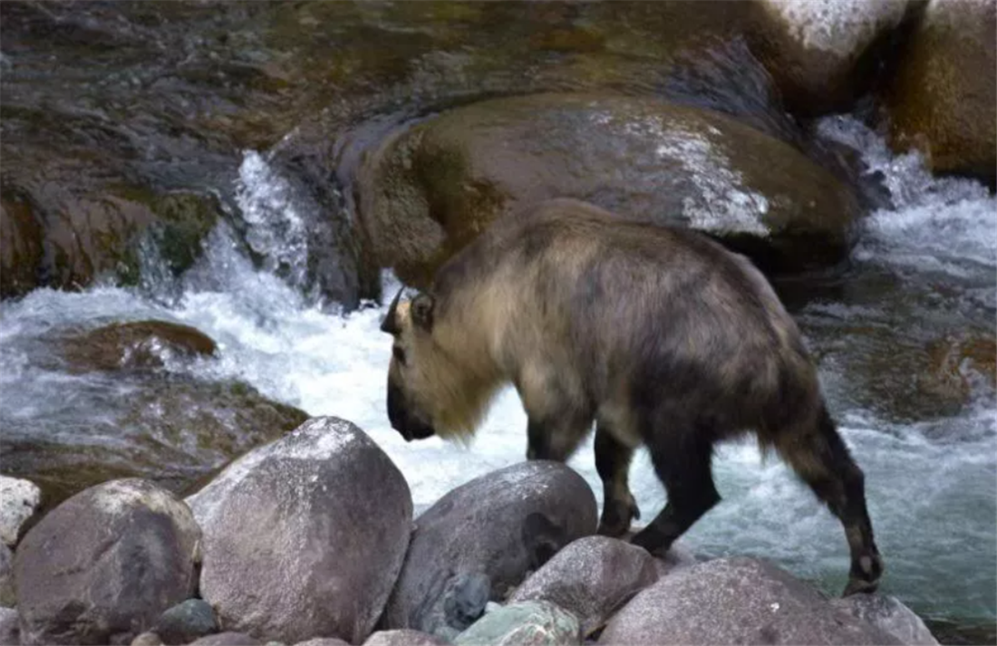羚牛|四川出现奇特野兽，似熊似牛似鬣狗，与雌兽求偶时小兽一旁观摩