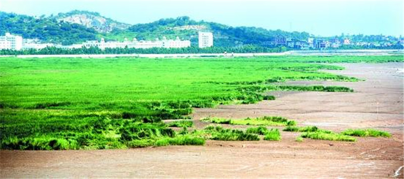 『』专家为经济引进的外来物种，42年后泛滥成灾，至今没有天敌