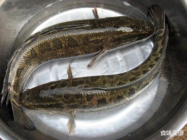 花鲢：农村吃鱼俗话：“花鲢头，草鱼腰，乌鱼脑壳你莫挑”，有道理吗？