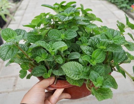 『甲醛』三种花是“空气净化器”,家中摆上2盆,甲醛、尼古丁全吸光!